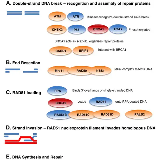 brca1 and brca2 mutation comprehensive panel